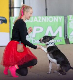 20 sztuczek dla bulteriera. Część I poczatkujący.